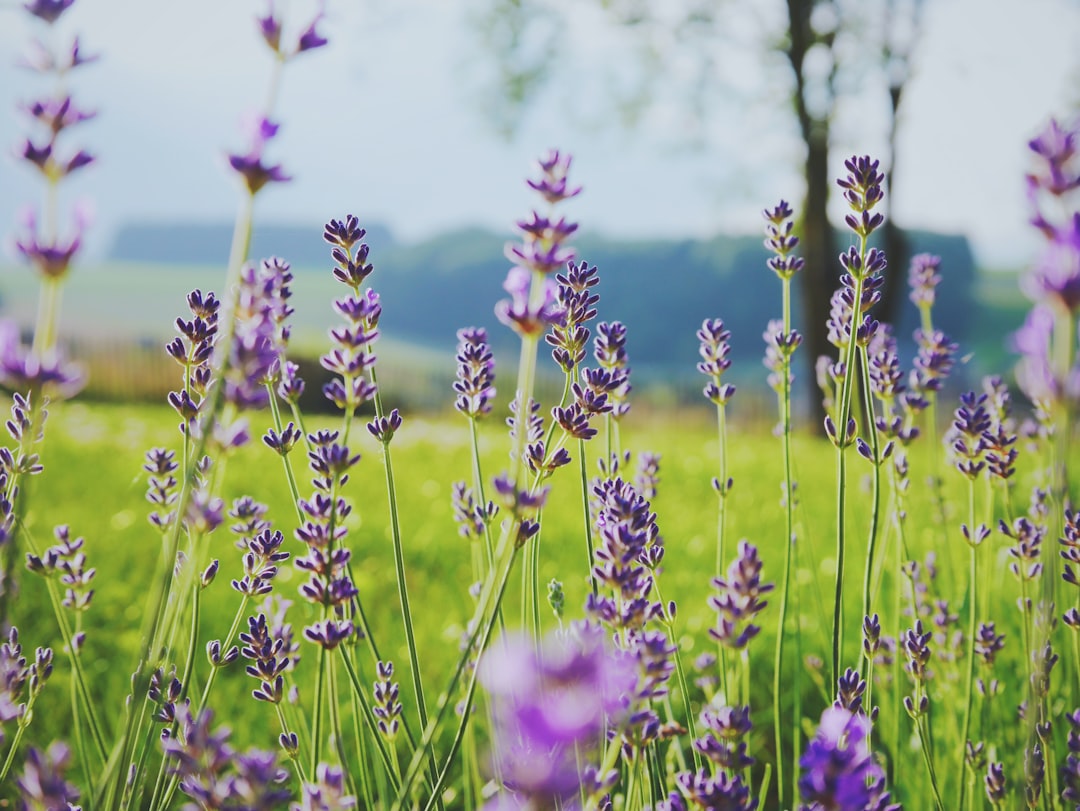 Photo Lavender oil